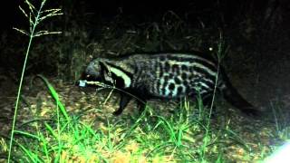 African Civet Kruger National Park [upl. by Yasmar366]