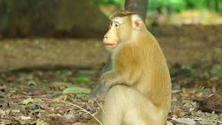 Monkey Pongo Sit Looking For Food On Grass Field on Nov11 2024575Bp [upl. by Maltz]