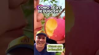 Manzanas muy jugosas manzanas trabajodecampo campo [upl. by Benenson]