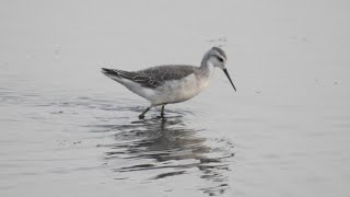 Wilsons Phalarope Marshside RSPB Sep 2024 southliverpoolbirderrspb ribble phalarope birds [upl. by Jackson]