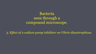 Effect of a sodium pump inhibitor on Vibrio diazotrophicus [upl. by Dina]