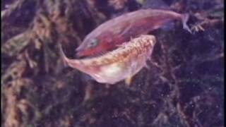 Behavior of the Stickleback [upl. by Nob]