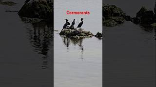 cormorant cormorants subscribe shorts [upl. by Einhoj]