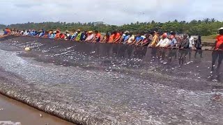 Bumper Fish Catch Today At Caranzalem [upl. by Enrika524]