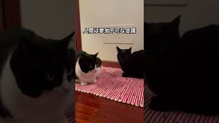 会議中 猫 会議中 猫で遊ぶ cat [upl. by Zoubek95]