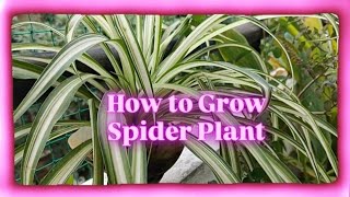 How to Grow Spider Plant indoorplant garden [upl. by Silliw]