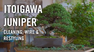 Itoigawa juniper bonsai Cleaning wire and styling at Bjorn Bjorholms Eiseien [upl. by Inattirb]