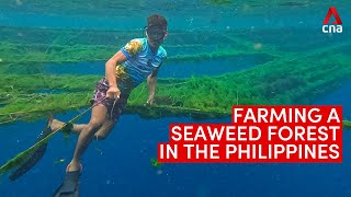 A seaweed forest being farmed in Cebu in the Philippines [upl. by Einaffets]