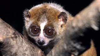 Science Bulletins Slow Loris Venom—Solving a Toxic Puzzle [upl. by Farny153]