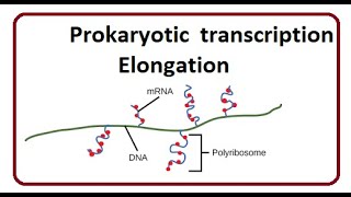 Prokaryotic transcription Elongation  2024 [upl. by Ahsinev]