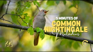 🌿 Listen to the Common Nightingale 🦜 Captivating Bird Song for Relaxation 🧘‍♂️ [upl. by Ardnat]