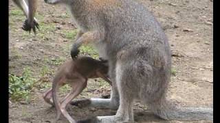 Baby Wallaby Drinking Its Mothers Milk [upl. by Ellissa364]