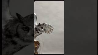 Great horned owl vs Pine Marten [upl. by Dearman]