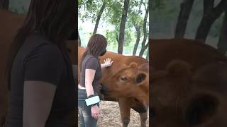 Bao meets Winnie the Moo 🐮 shorts cow baothewhale notapet alveus mayahiga [upl. by Eicnarf985]