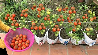 Use sacks to grow Tomatoes at home easy and inexpensive [upl. by Rianna520]