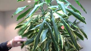 How to prune a dracaena by Nature at Work [upl. by Aivekahs]