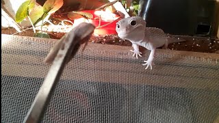 Gecko Eating [upl. by Nerol]