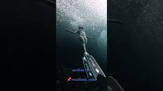 freediving moalboal uwphotography freedivephotography sardinerun [upl. by Ahserkal547]