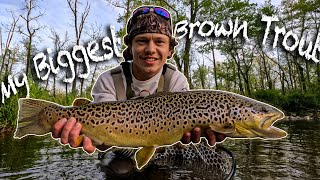 My BIGGEST PA Brown Trout 2024 Trout Season [upl. by Mellisent]