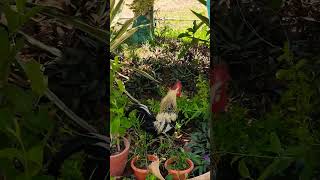 Morning Rooster CrowingDeshi Murge ki Awaaz viral [upl. by Willett112]