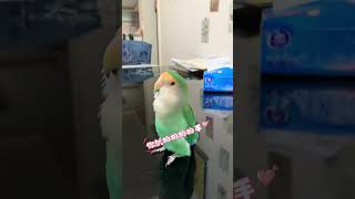 Hardworking and studious Camelus Lovebirds Cute pet raising story Cockatiel whistles [upl. by Corny]