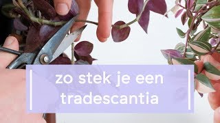 Zo stek je de Tradescantia [upl. by Dnomayd]