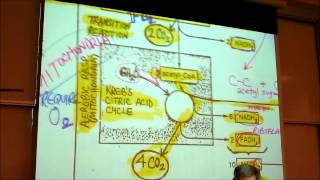 BIOLOGY CELLULAR RESPIRATION 2012 Part 2 by Professor Finkwmv [upl. by Nuy101]