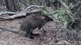 Freycinet April 2024 Week 1 [upl. by Radcliffe]