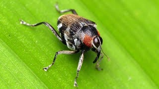 Flymimicking Weevil from Ecuador talking to its partners by drumming with the snout [upl. by Elie]