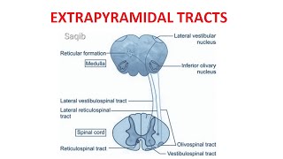 Extrapyramidal Tracts [upl. by Swann]