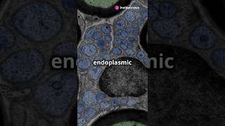 ENDOPLASMIC RETICULUM rpsc cellbiology cellstructure [upl. by Claudell853]