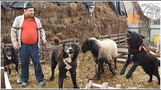 7 CIOBANESTI CORBI SI CARPATINI GATA SA NE RUPA IN BUCATI SI OI CARABASE LA DOMNUL OVIDIU [upl. by Fogg]