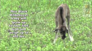 Baby Black Wildebeest born at Newquay Zoo in Cornwall [upl. by Akyeluz]