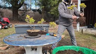 Juniperus Horizontalis Bonsai Repotting [upl. by Tedra]