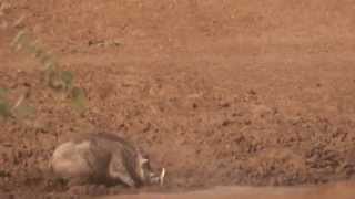 Warzenschwein Keiler Ansitz am Wasserloch auf der Jagd und Gästefarm Ondombo in Namibia [upl. by Hcnarb]