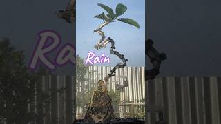 Bonsai Tree Trunk Formation Process [upl. by Philipines]