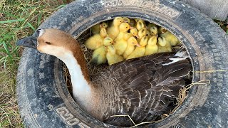 Amazing 45 Ducklings Hatching From Eggs With Goose In The Nest  Baby Ducks At Home tolafarm [upl. by Elicec]