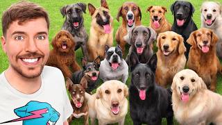 I Adopted EVERY Dog In A Dog Shelter [upl. by Ynoble]