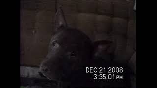 RDMVTL 11262  12212008 MY DOG STORYK RAVEN amp MAX CHILLIN WKARI  HORSEHEADS  NY [upl. by Anette]