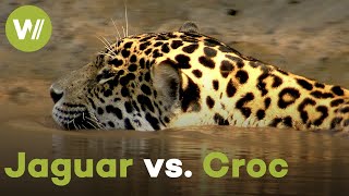 On the hunt with a jaguar  Even crocodiles lose against the king of the rainforest [upl. by Siddon]