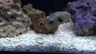 Dog Face Puffer At FishFishFish [upl. by Naor715]