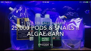 SCA 120 Gallon Reef Tank  Ep14  Algae Barn  25000 PODS amp Snails [upl. by Nylanaj]