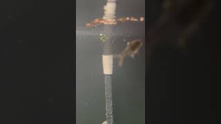 Bloodworm Snack for Guppies and Tetras music jazz aquariumfish aquascape fish [upl. by Kylie]