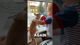 Baby Holds Cat Tightly Keep Pets Safe [upl. by Cathlene]