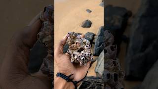 🤢 Barnacle shell cleaning 🧼 aquarium tamil [upl. by Dorthy219]