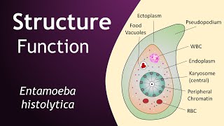 Entamoeba histolytica  Structure and Function  Parasitology  Basic Science Series [upl. by Atihcnoc558]