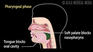 The Tongue and Hyoid Bone as a Guide for Movement of the Body through Space [upl. by Ailimac]