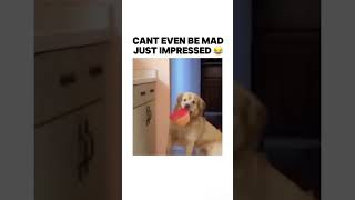 Can’t even be mad 😂 trending bruh dogs dog memes meme subscribe lol [upl. by Aoket]