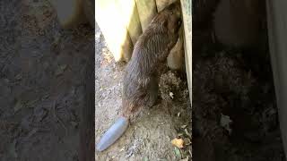 See a Cute BEAVER Close up Beaver shorts animal shorts wildlife Drusillas Park [upl. by Mercola477]