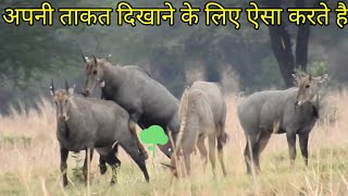 why the nilgai excited to fight every time techearth [upl. by Hanaj]